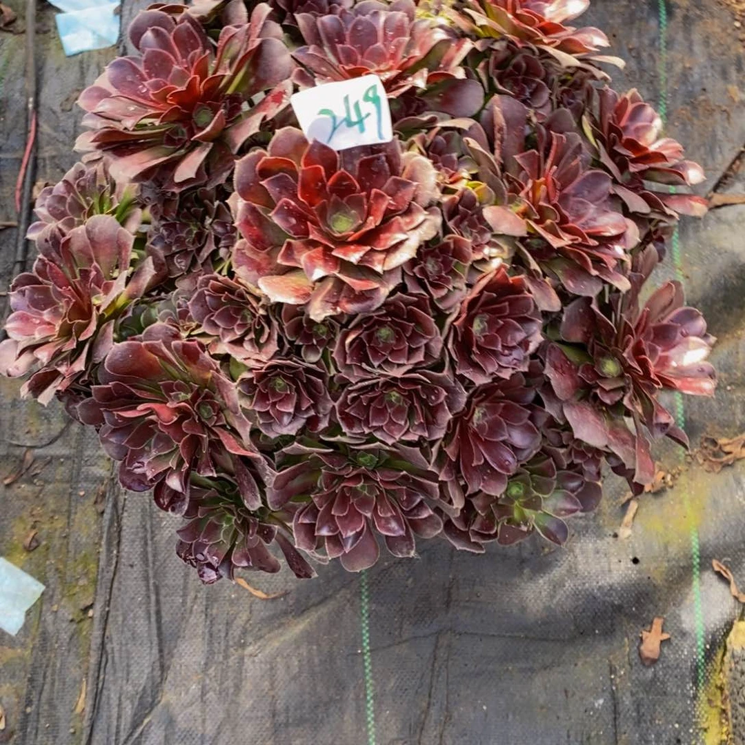 249号荷兰玫瑰法师多肉