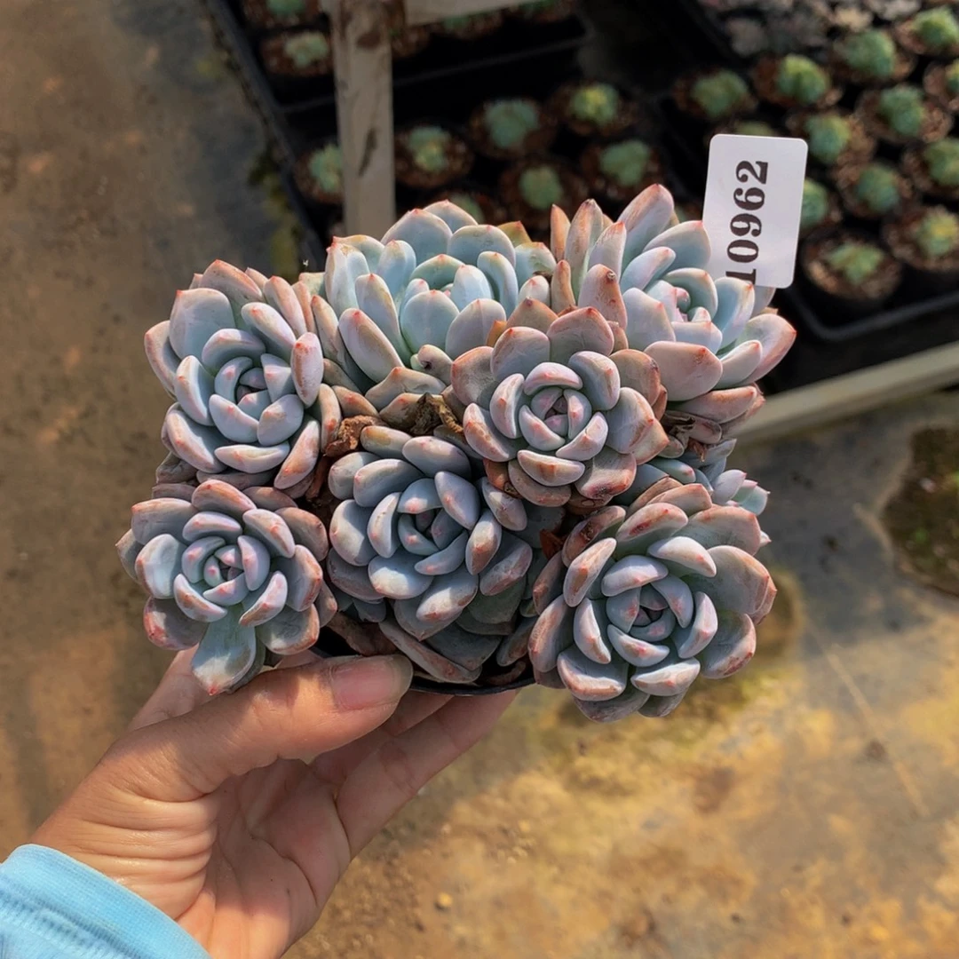 10962多头一个嗯嗯嗯嗯嗯加油