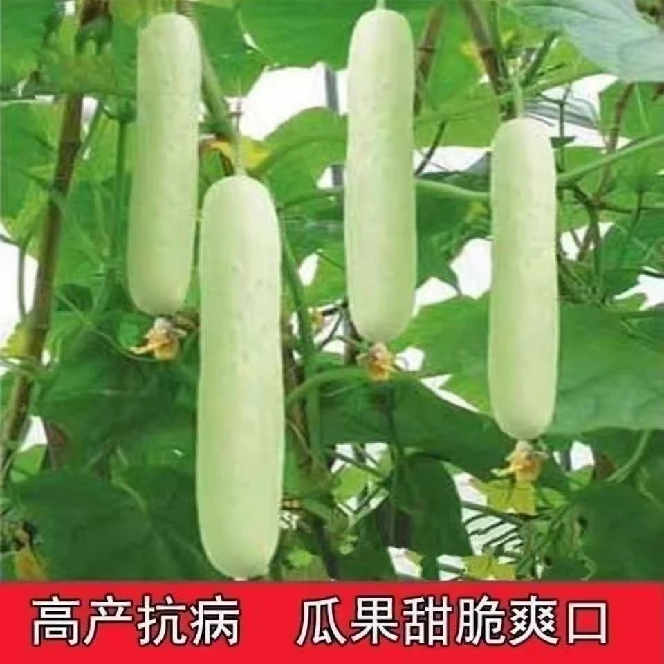 精选白皮黄瓜种子老品种白皮黄瓜种籽白肉大个头黄瓜青瓜吊瓜种秆