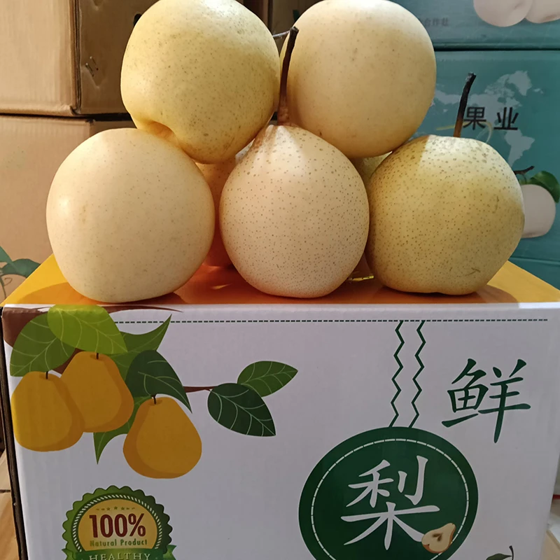 多汁玉露梨子水晶当季新鲜梨鸭梨玉露河北梨乡鸭梨玉露礼盒装包邮