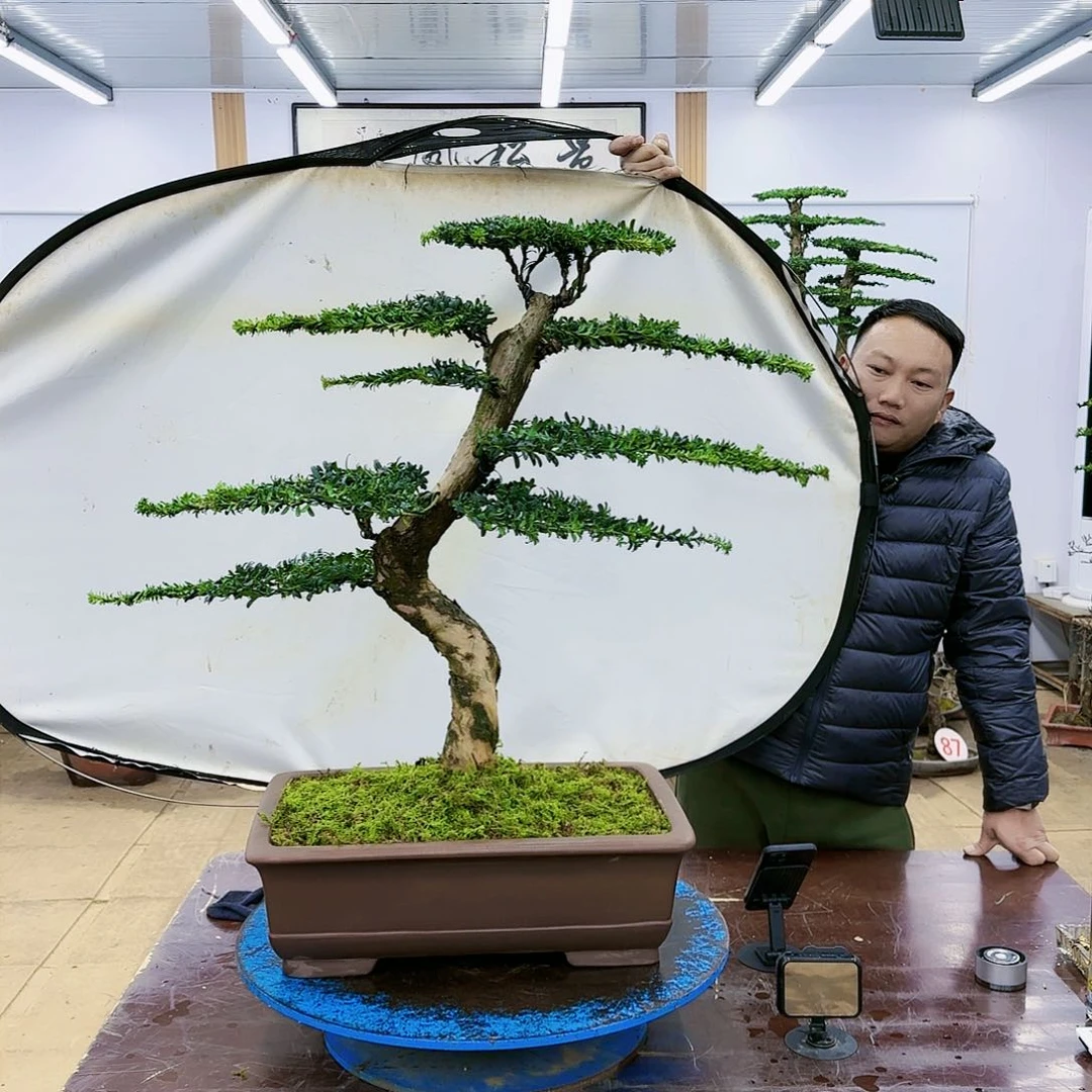 盆景欢迎大家一起来捡漏