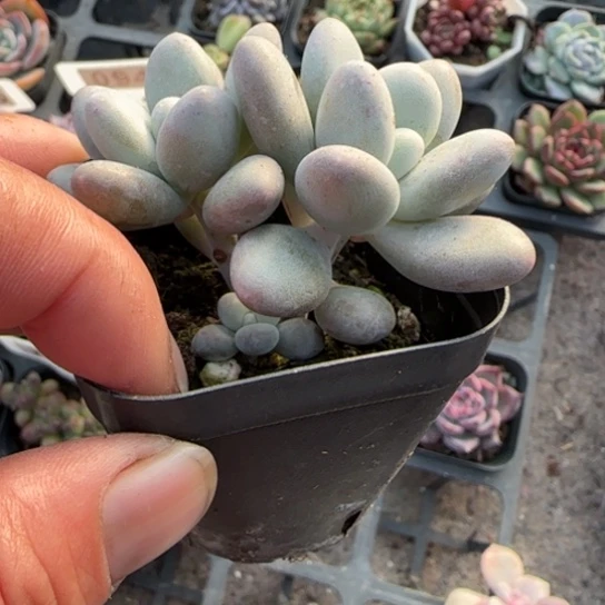 188奶酪多肉植物多