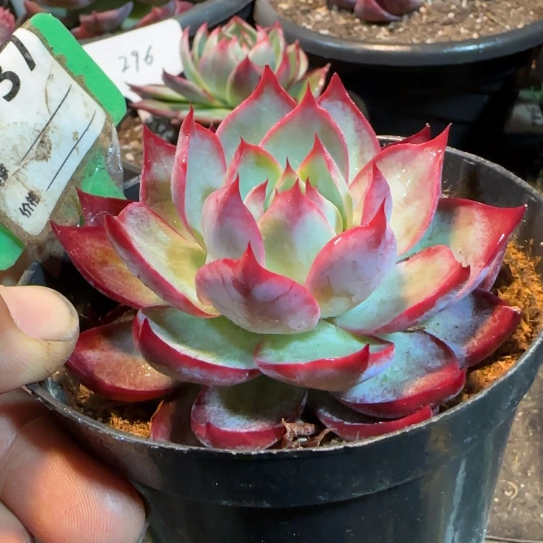 粉红细叶惊鸿一物一拍包装收缩花旱937