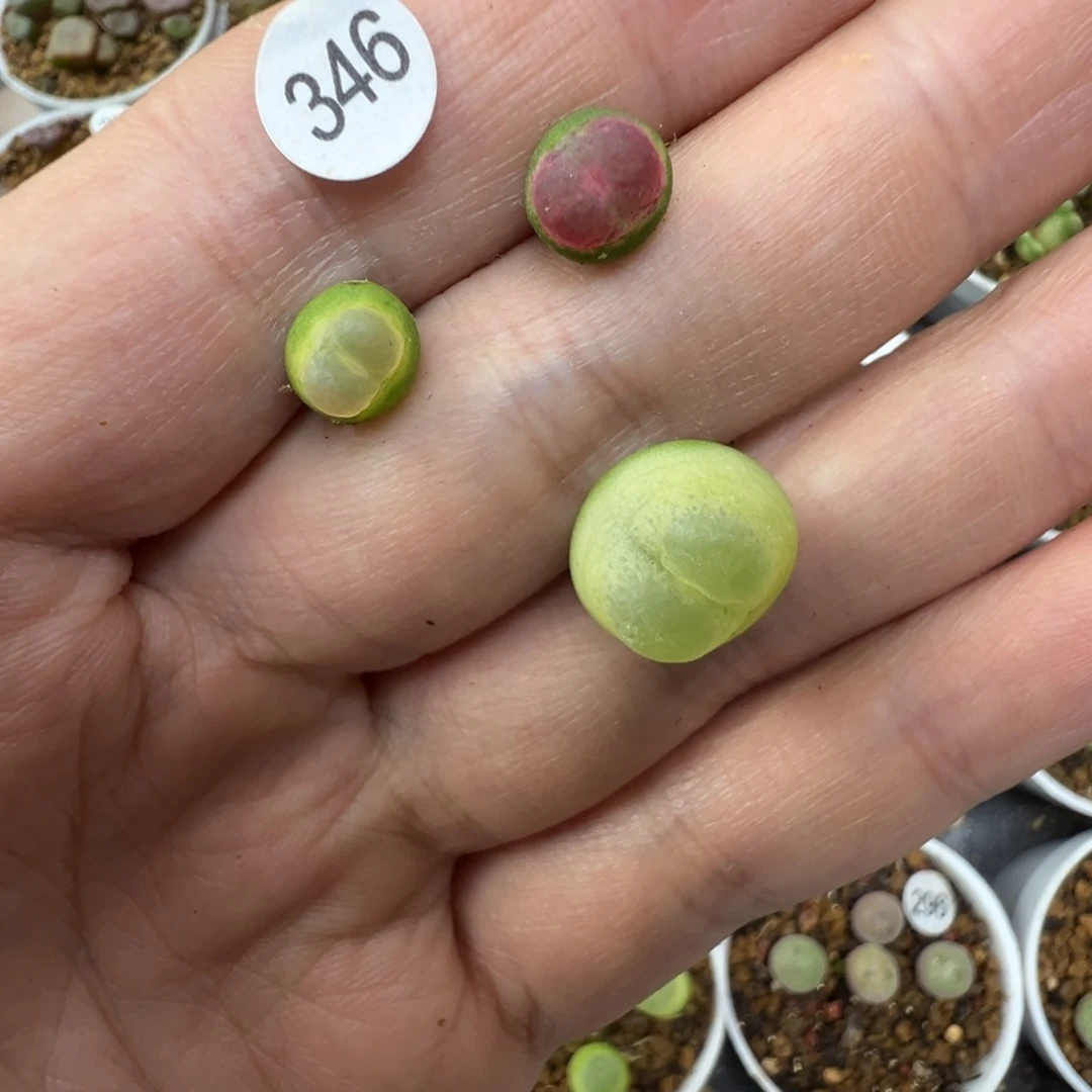 澈***拉登3颗脱土3460000