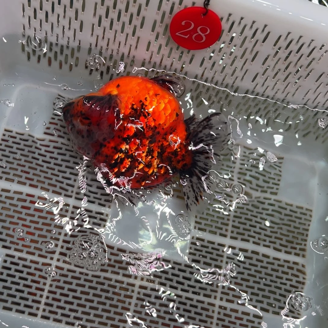 小***鱼金鱼你好吗我好想你