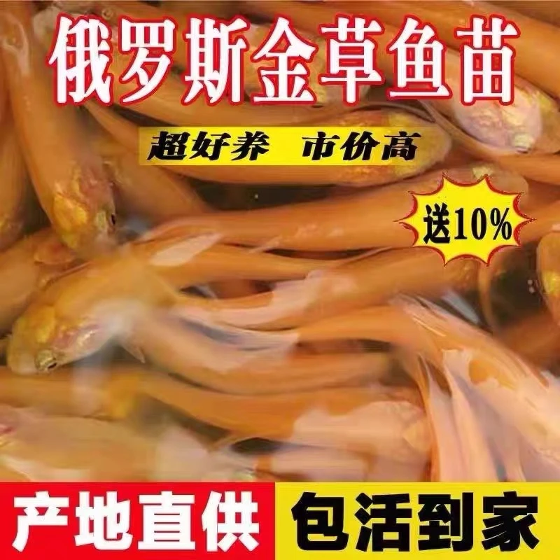 俄罗斯金草鱼苗金丝皖鱼金丝草鱼苗黄金草鱼苗淡水养殖饲料鱼