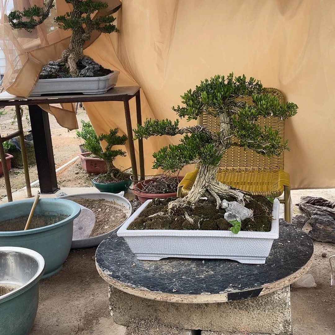 当前无花朵，栽培后可花朵