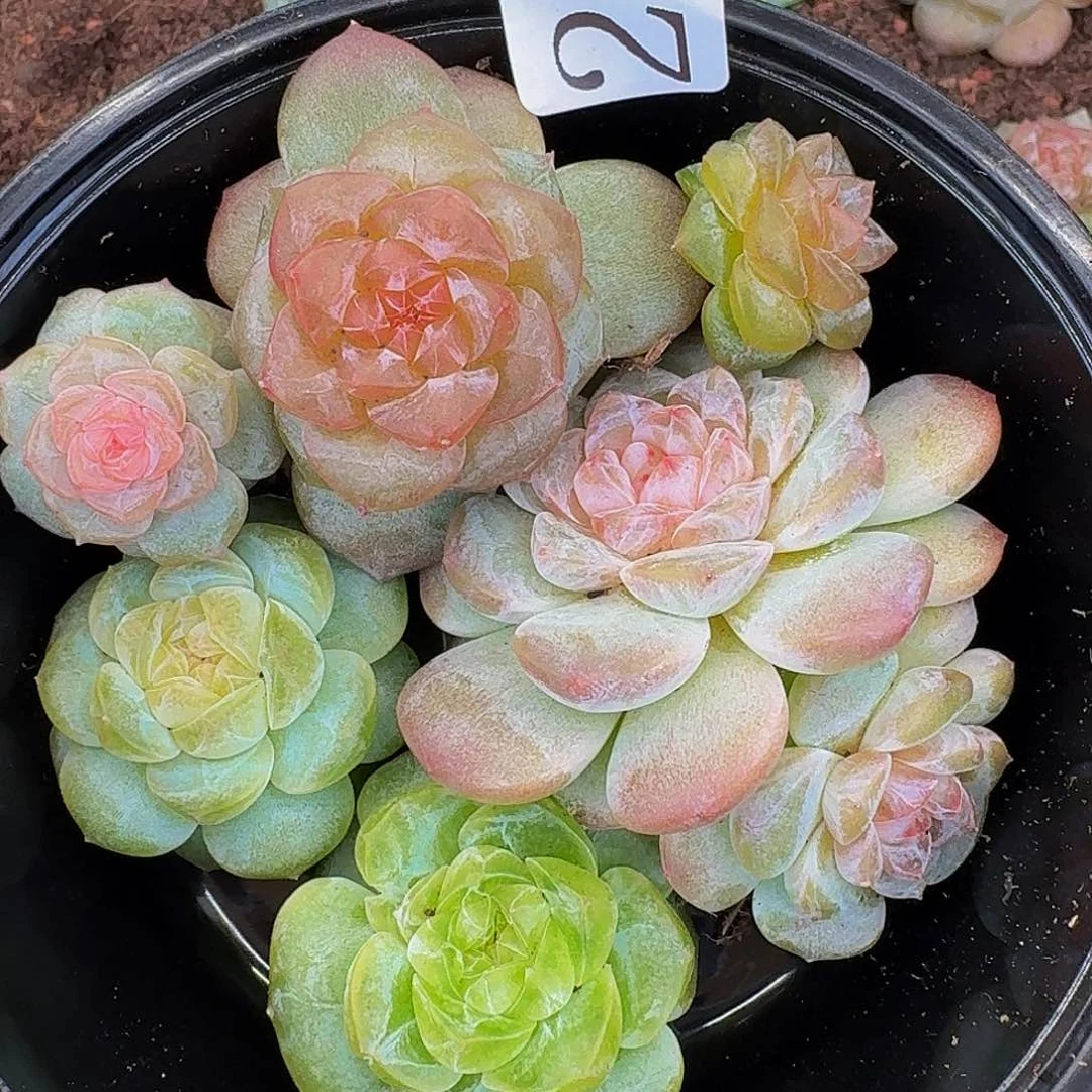 多肉植物多肉植物212
