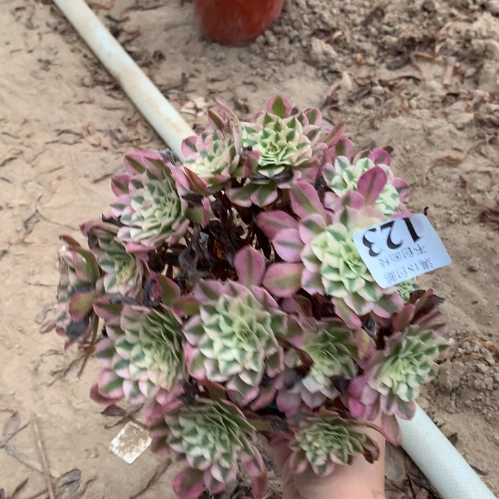123铜壶白绣球东棚