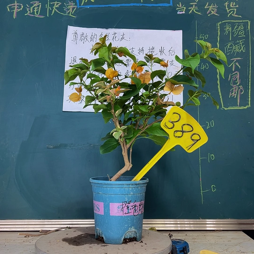 当前无花栽培后可以开花橙色条纹有绿叶389