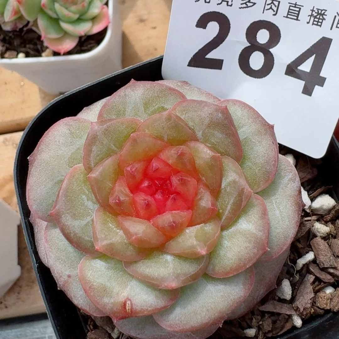 石榴籽琥珀            精美多肉植物