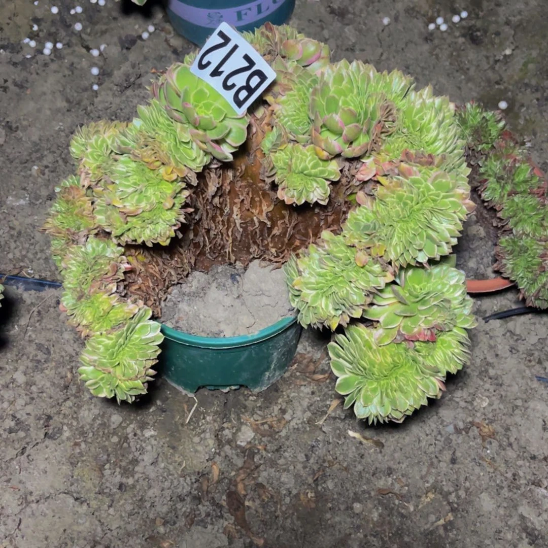 海王法师16——10包邮