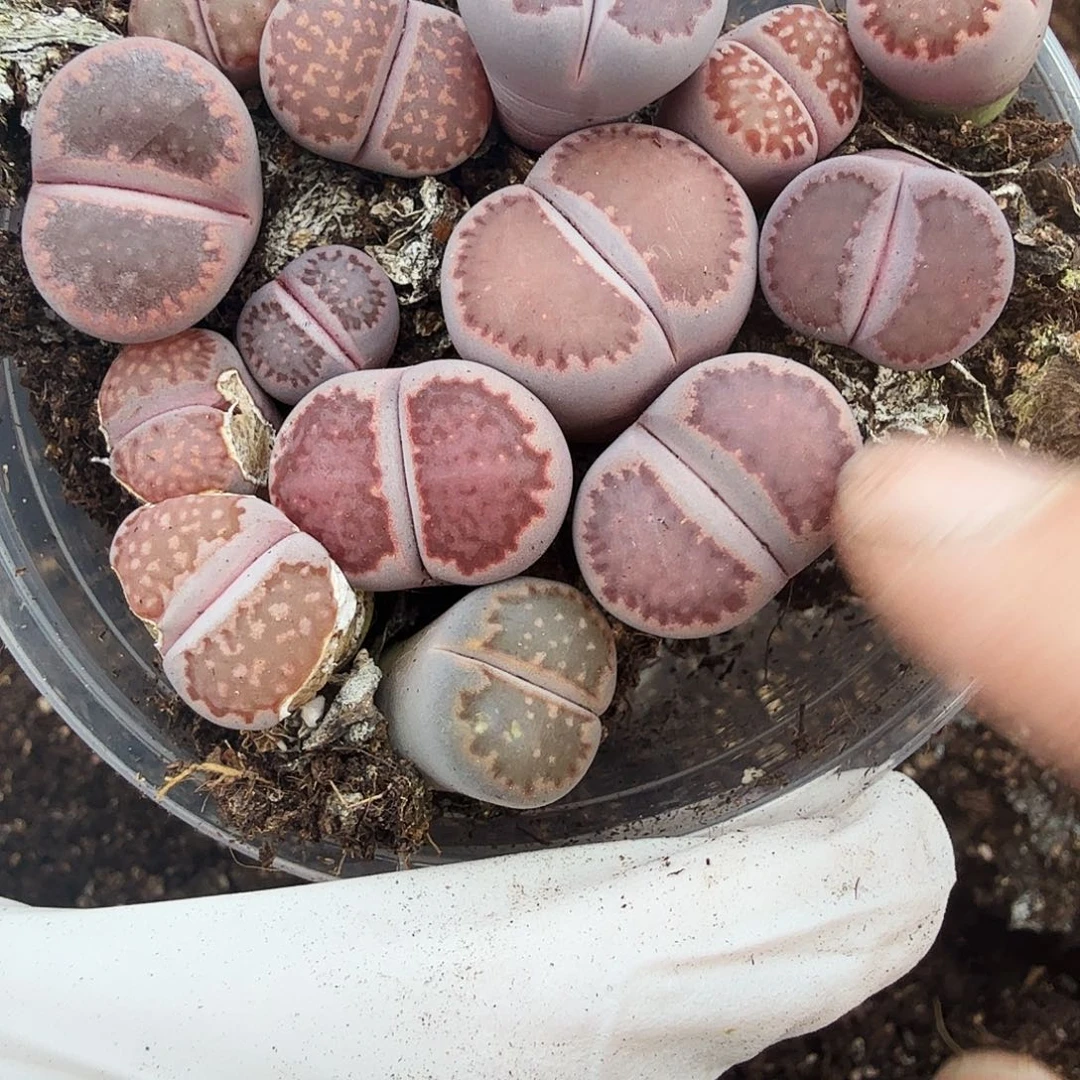 你说是谁在的呀622是