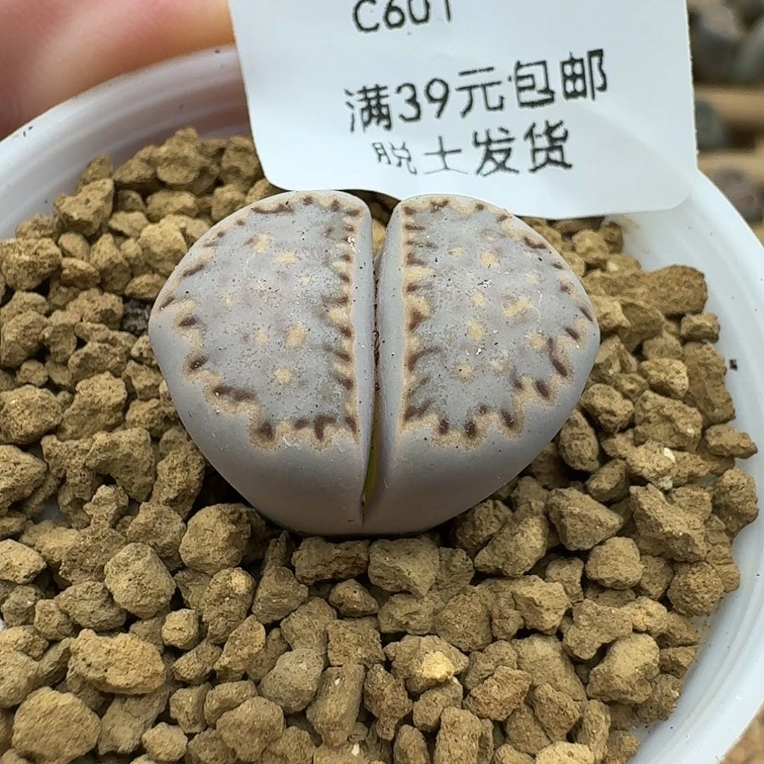 601多肉哈哈哈哈哈哈哈