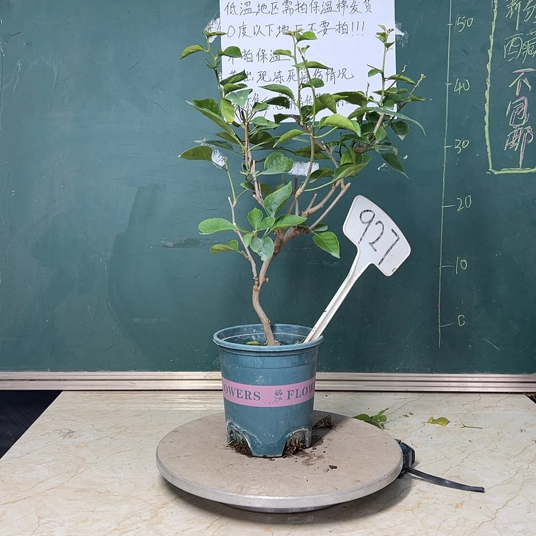 完全开放 造型 黄玫瑰 927