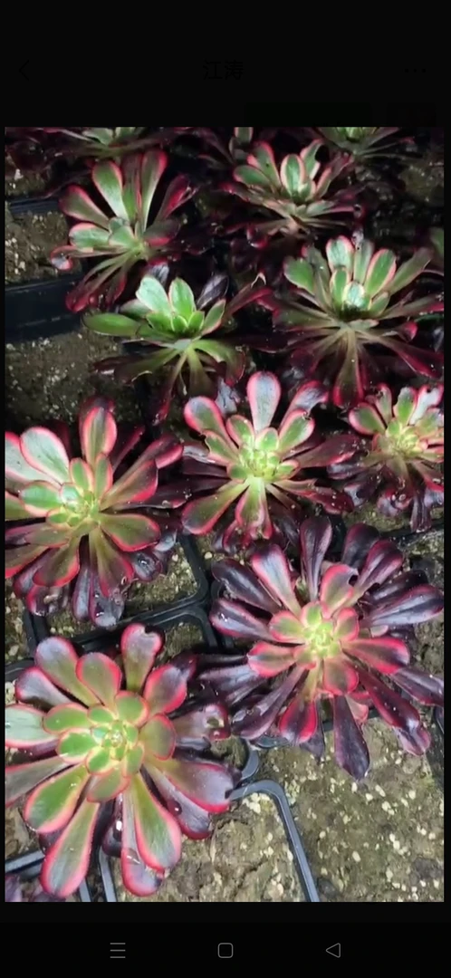 精品法师砍头苗整箱包邮系列