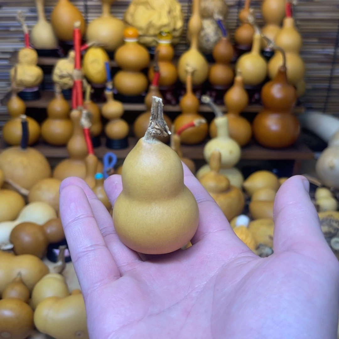 厚皮小胖墩不响籽9