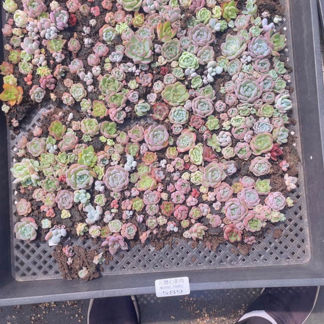 云糖心多肉植物589