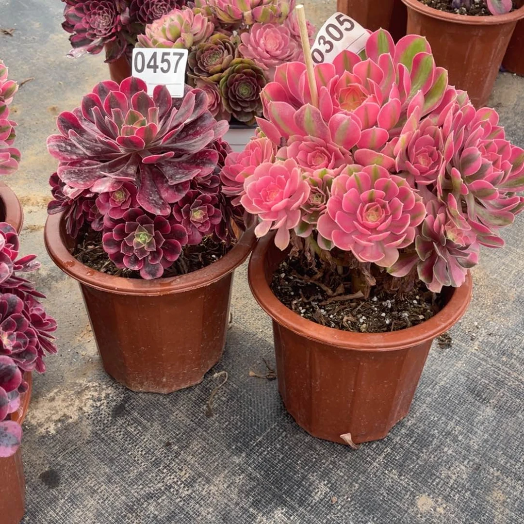 宁****型女巫0305美杜莎0457