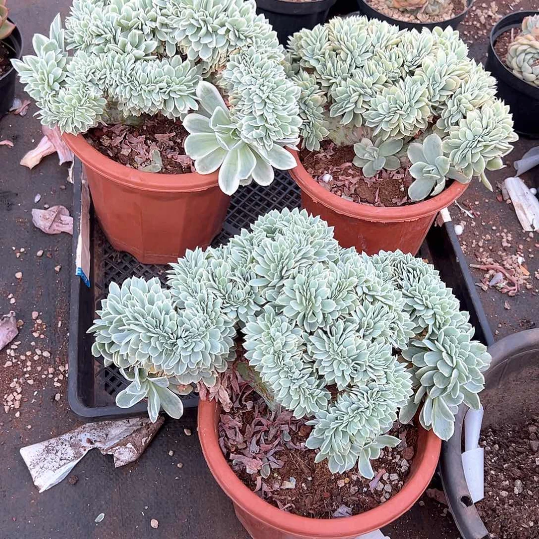 a***o多肉植物一物一拍