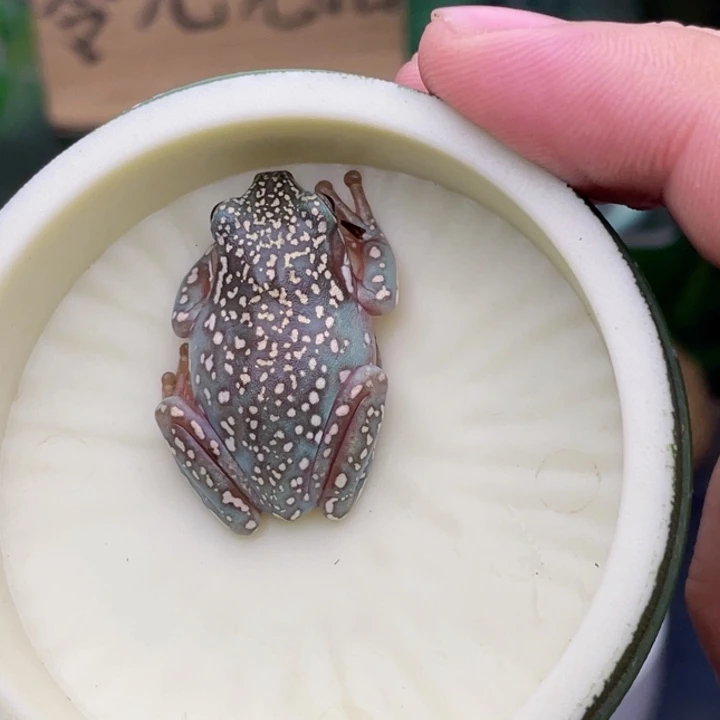 老爷树蛙12号顶级暴雪