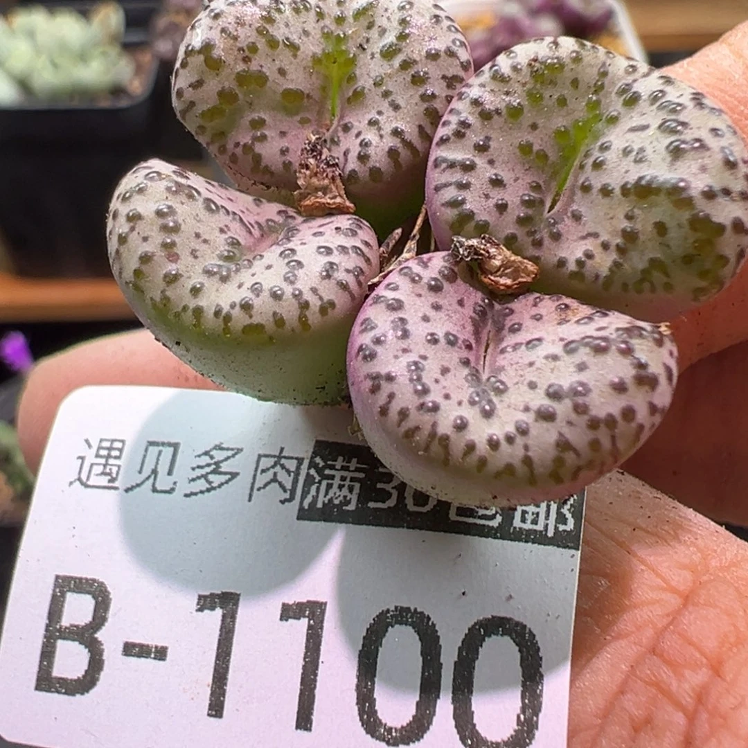 多肉植物1111111111111
