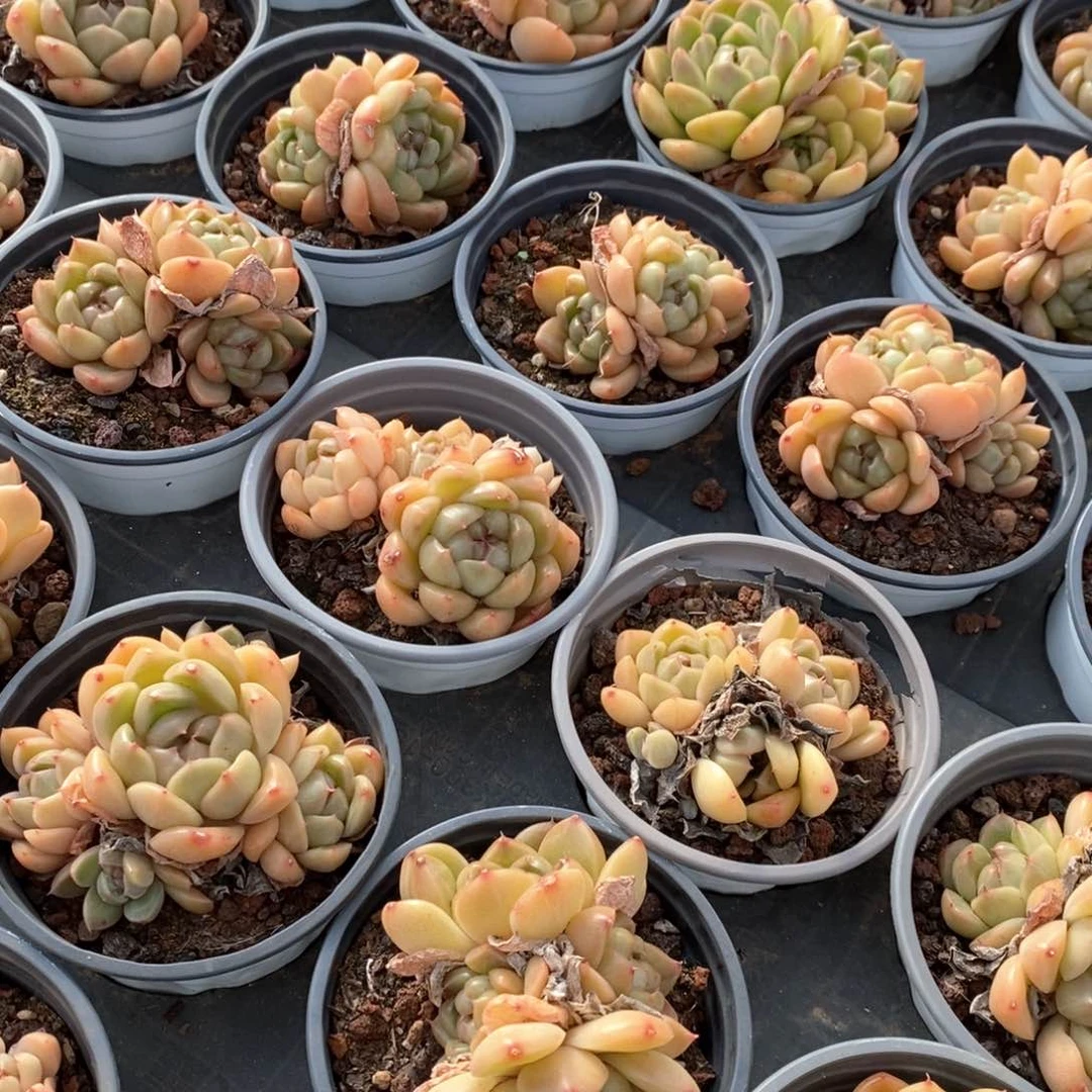 54皮埃拉珍妮混发 福利多多