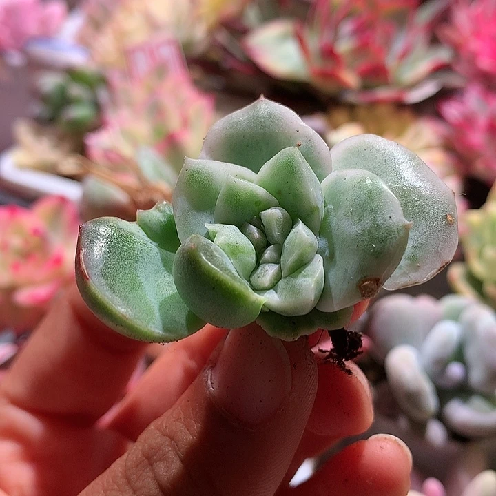 珍妮锦锦锦锦锦有根