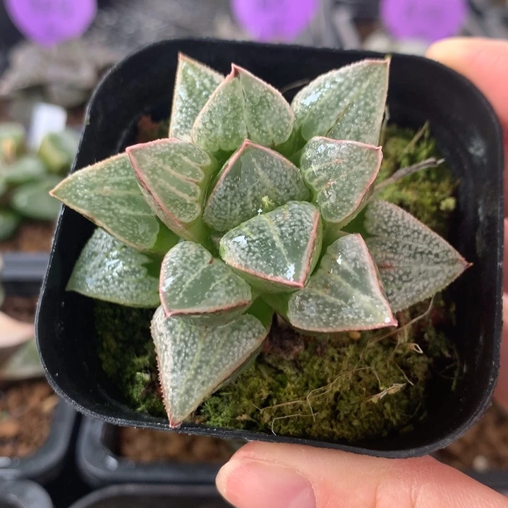 楼姬寿一物一拍带盆