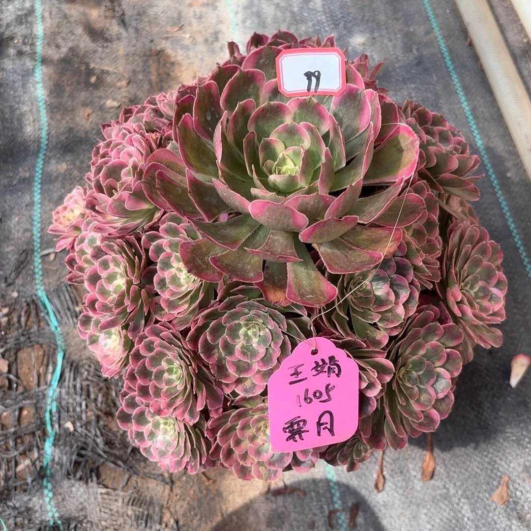 全部花朵99霁月多肉植物