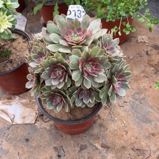 132莲花座不包断枝