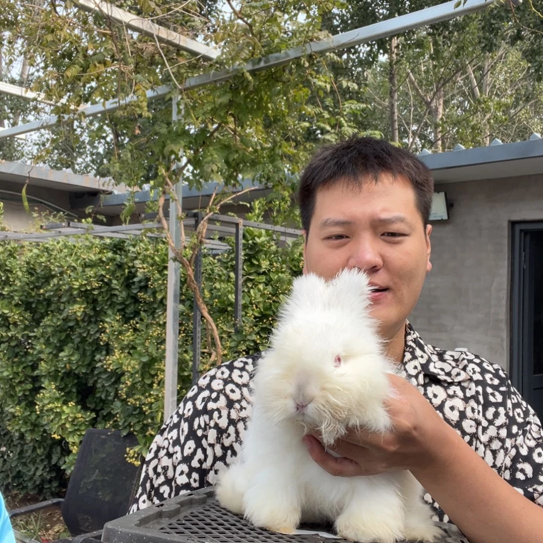 双血统英系安哥拉兔