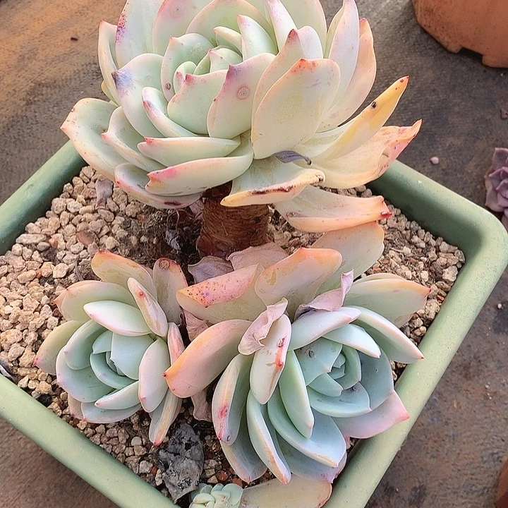 602凤橙一物一拍多肉