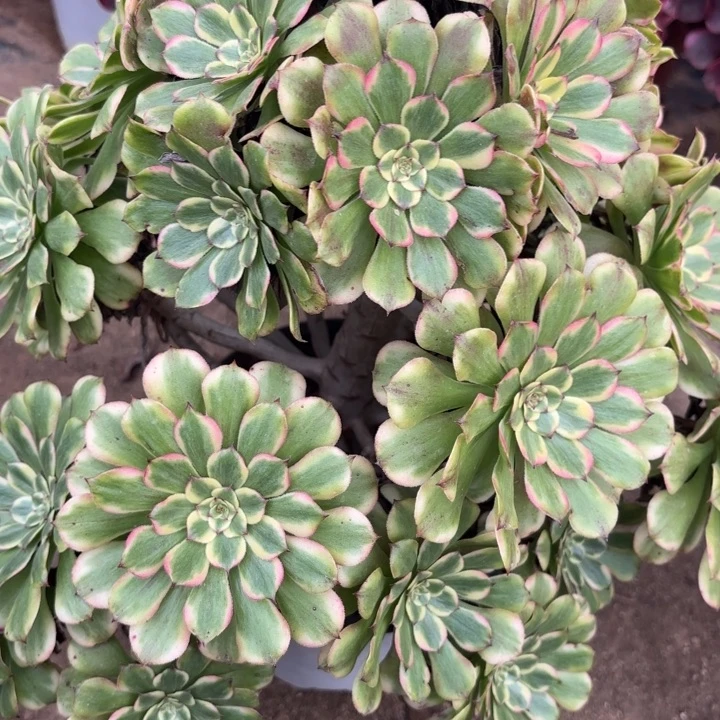 沙皇多肉法师不包损35