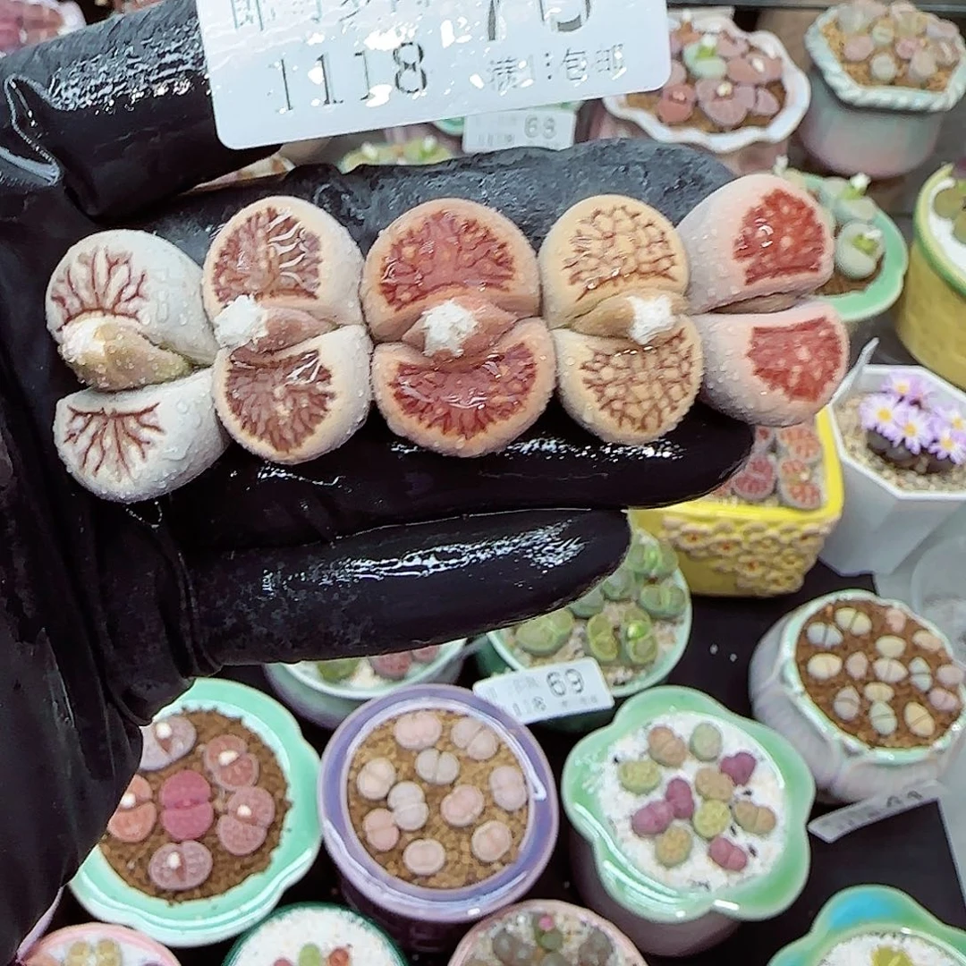 生石花满18包邮1118-78