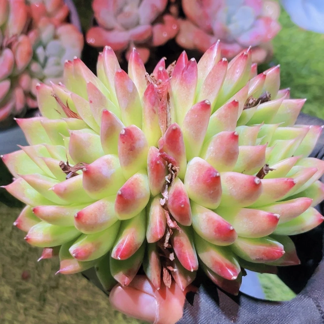 123号89789998999999999