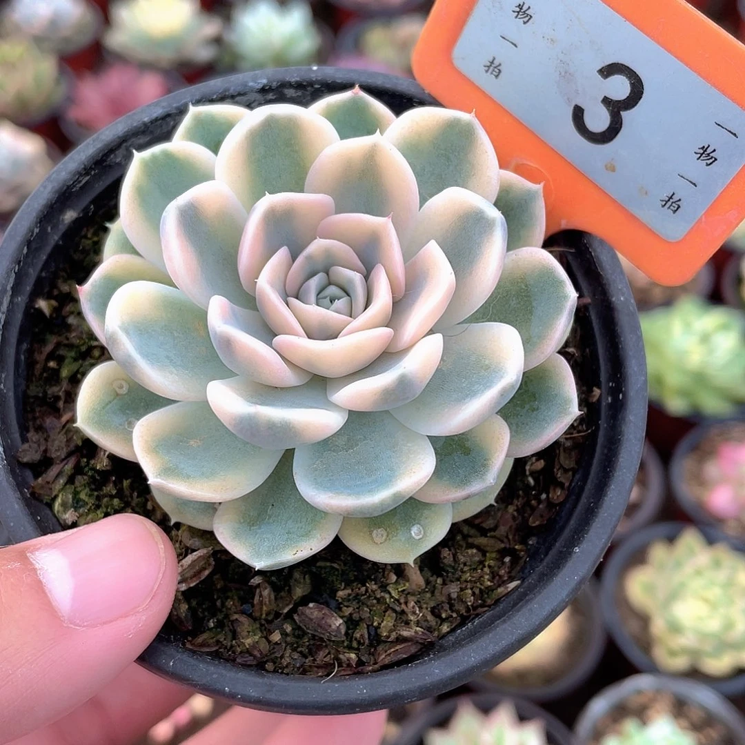 汉堡锦3号多肉植物