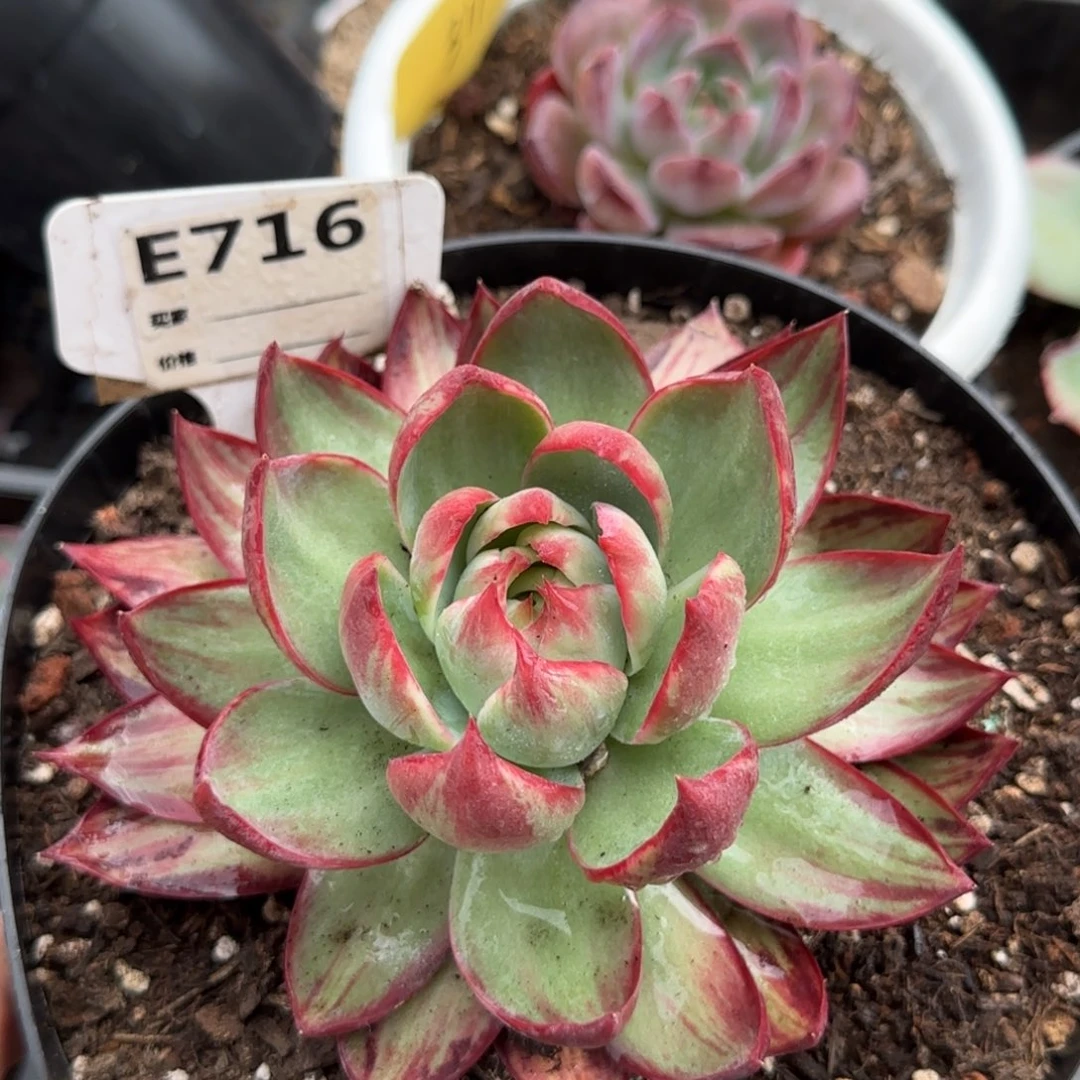 惊鸿一物一拍包装收缩花旱716