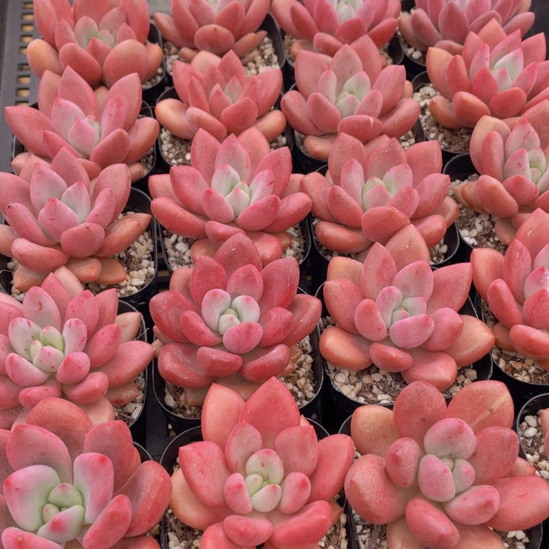 量拍5号 桃花源单头2个