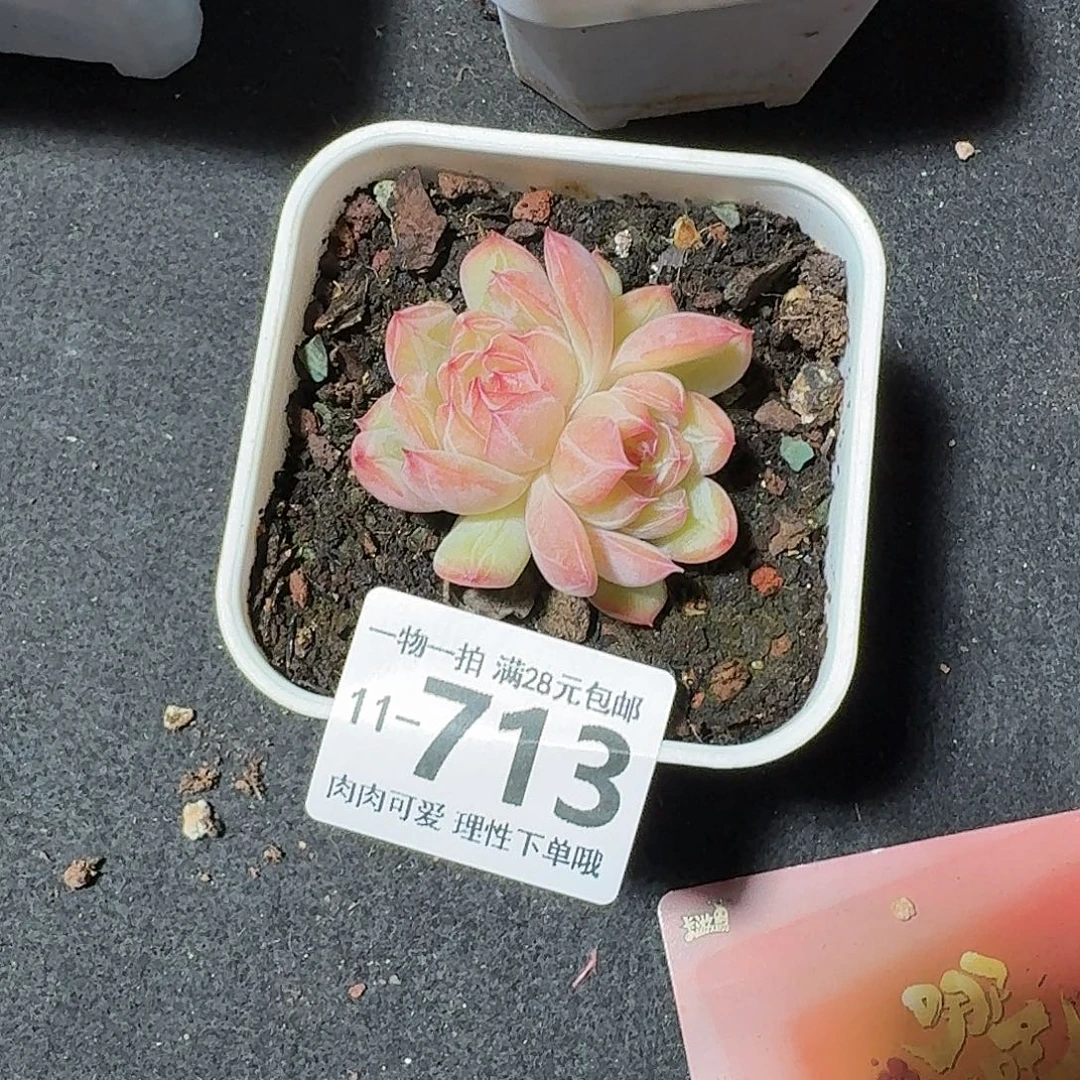 雪花珍妮无盆土发货无盆
