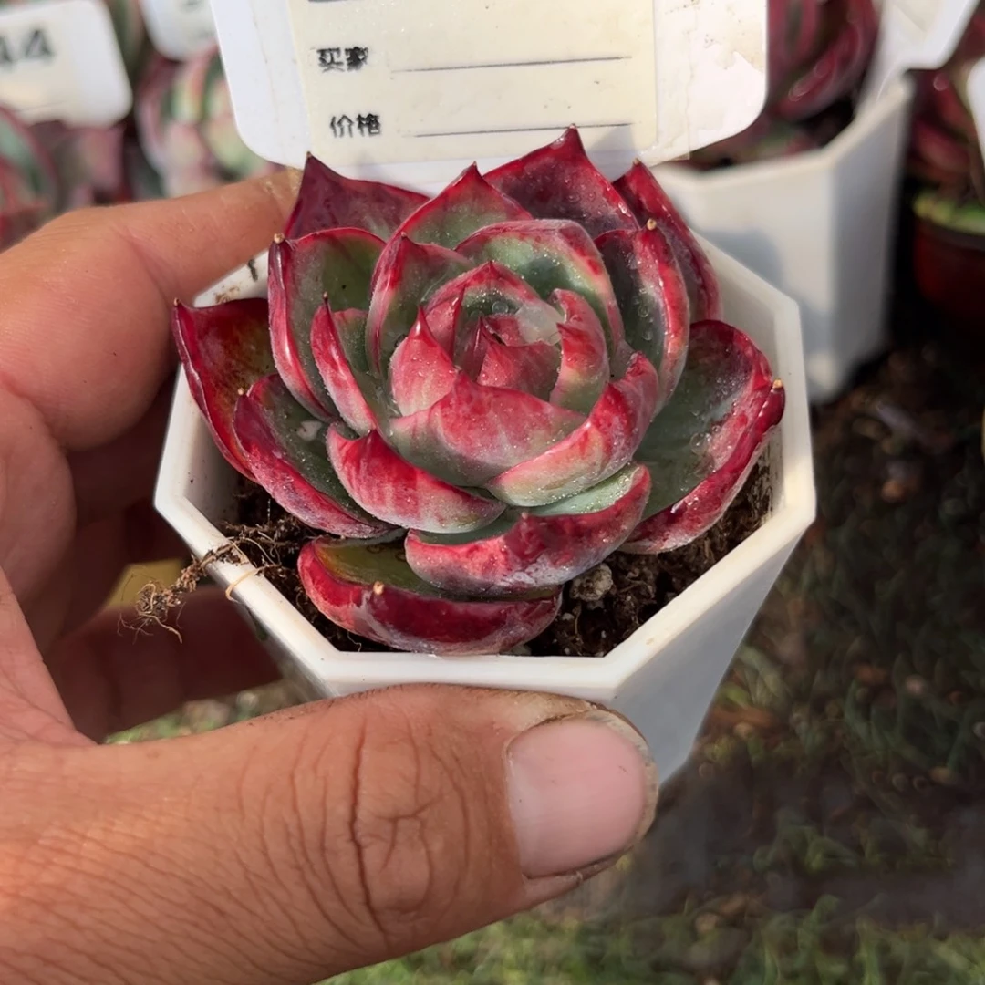 惊鸿一瞥740号多肉