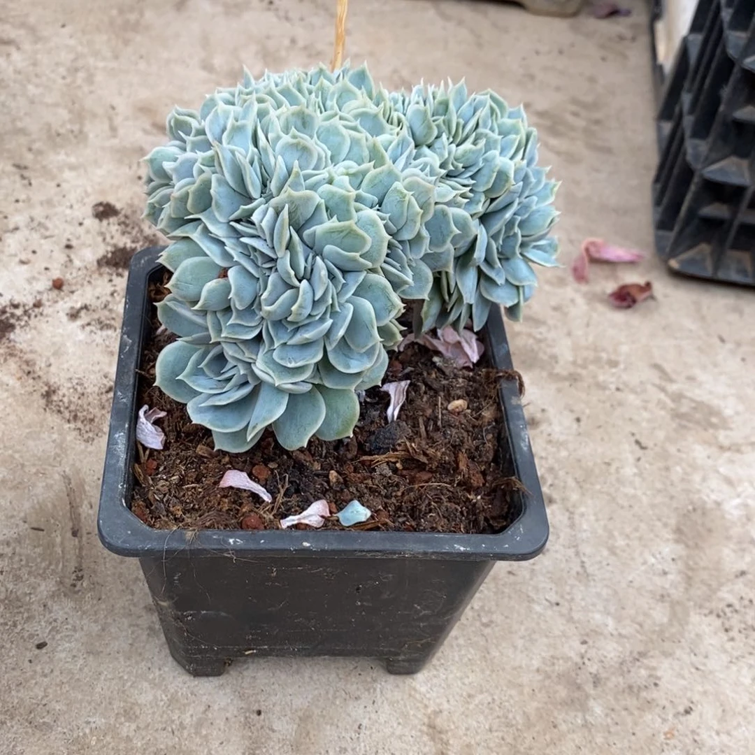 ?**?小七夕多肉蓝色惊喜缀39