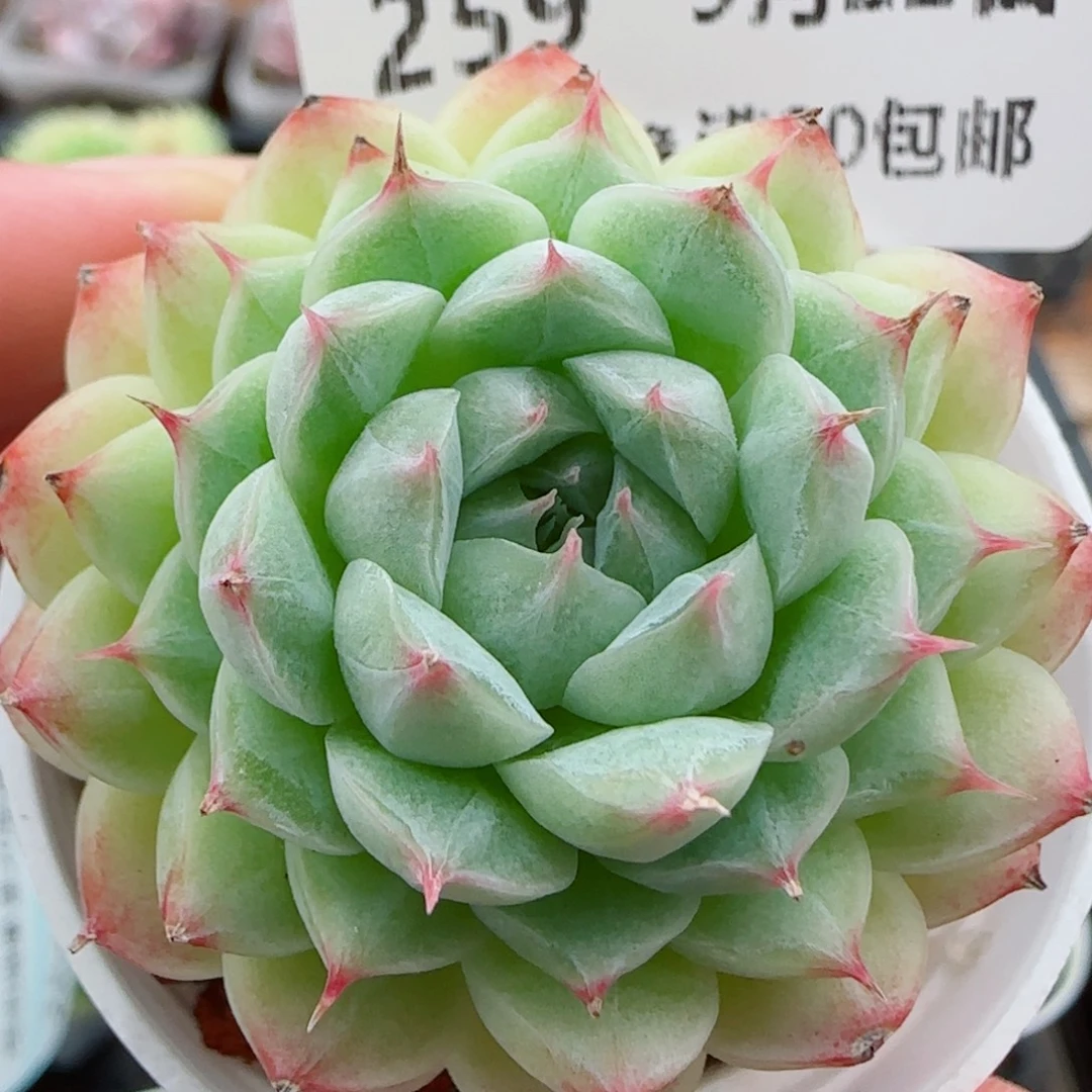 花语逸镜0922-259