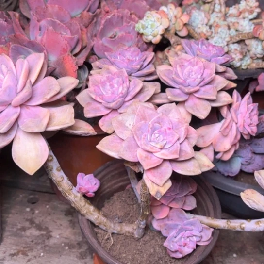 梦*多肉植物的植物