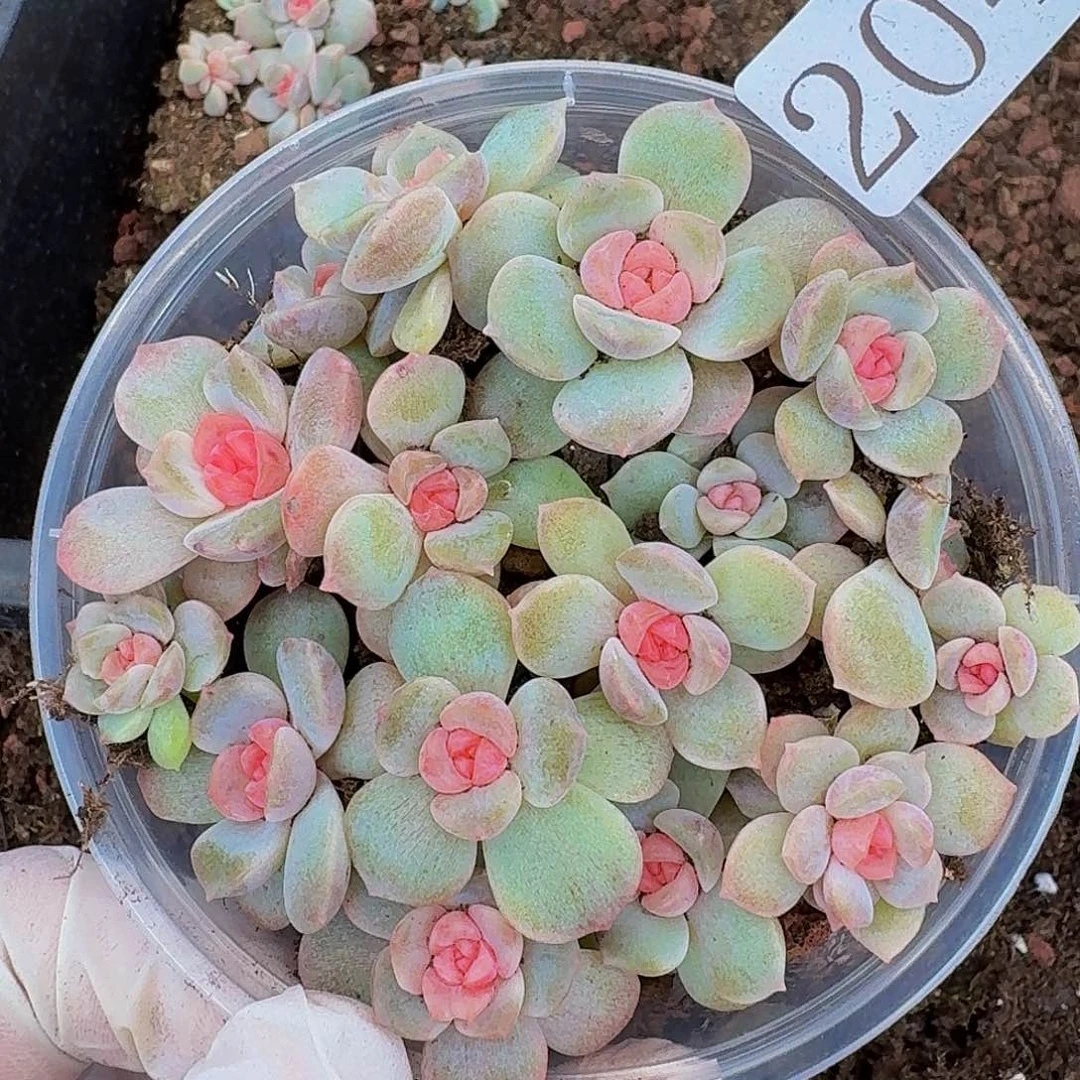 多肉植物多肉植物204