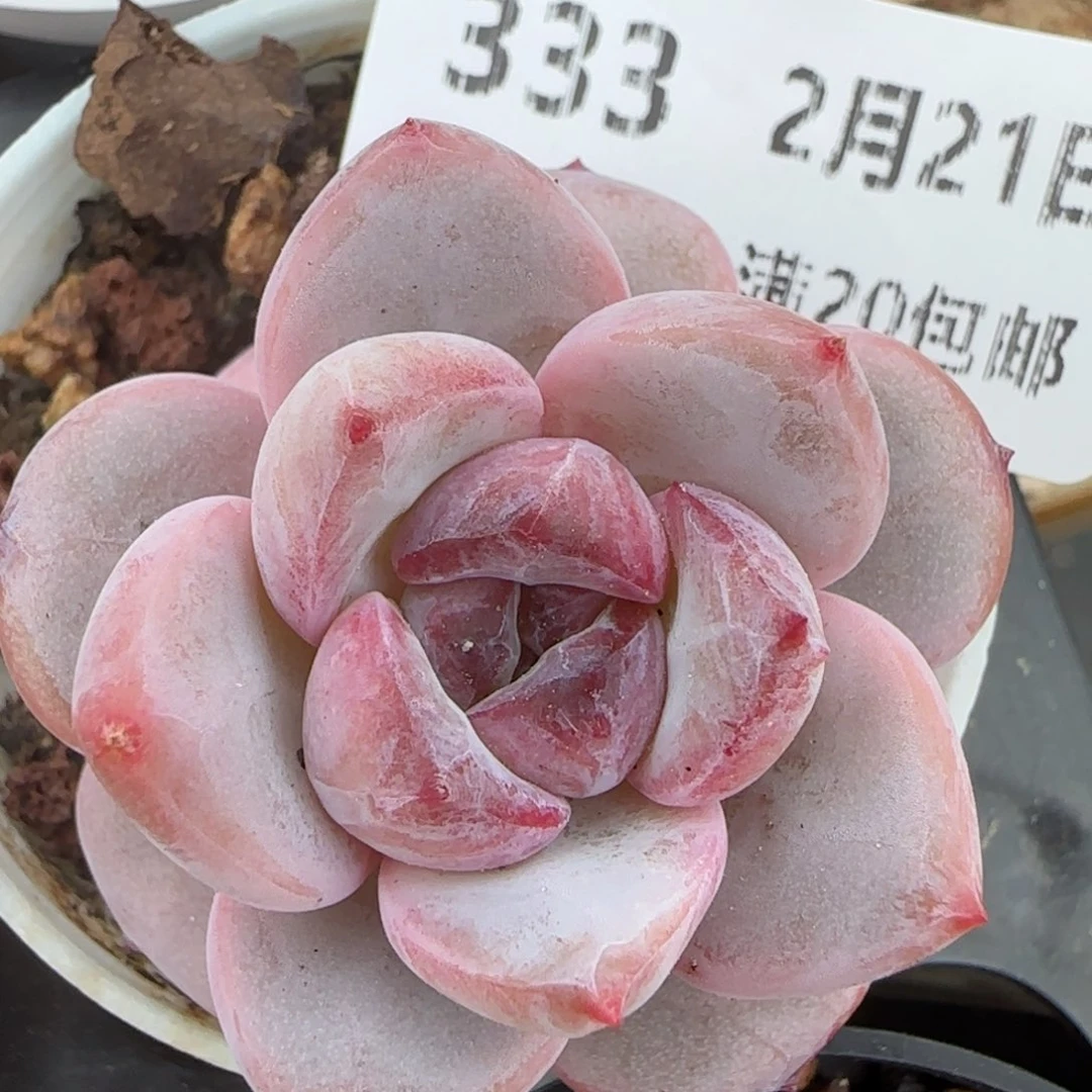 花语逸境0221-332