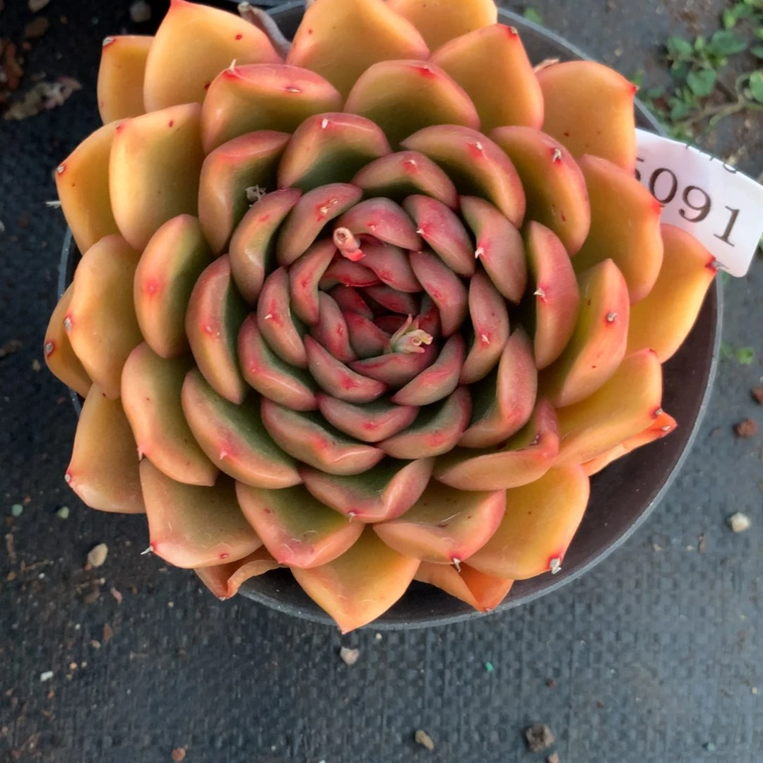 5091新年快乐发发发