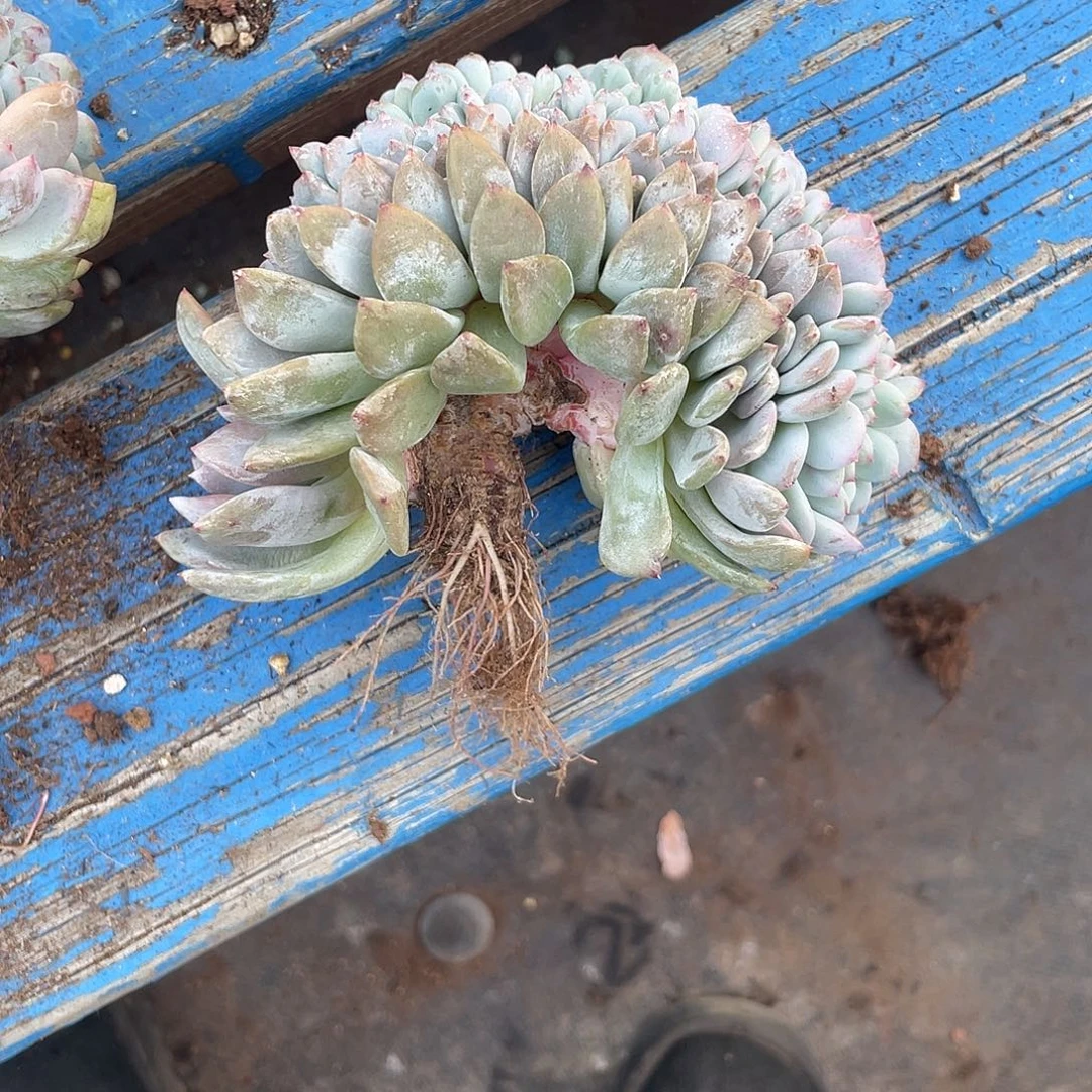 实生-星影缀化一个