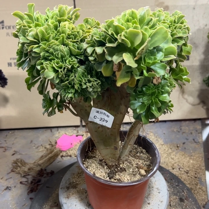 229绿羊绒多肉植物不售后