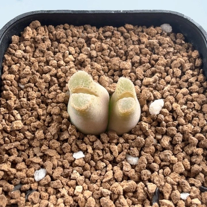 奶瓶风铃sb1704 带盆发